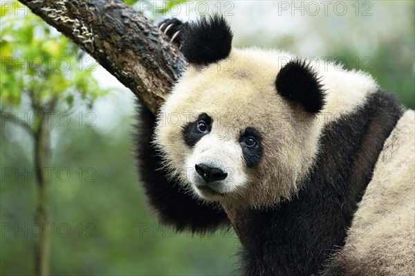 Giant Panda (Ailuropoda melanoleuca) perched on a tree