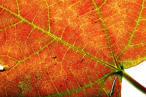 Autumn leaf