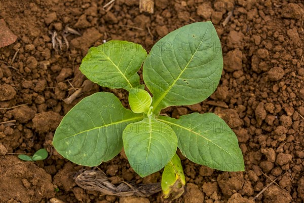 Tobacco field