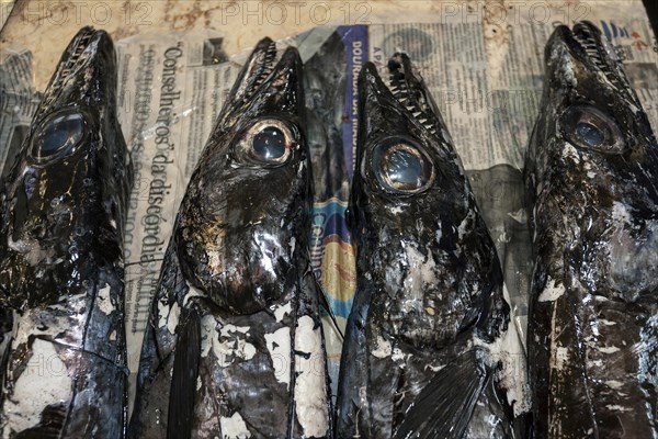 Black scabbard fish (Aphanopus carbo)