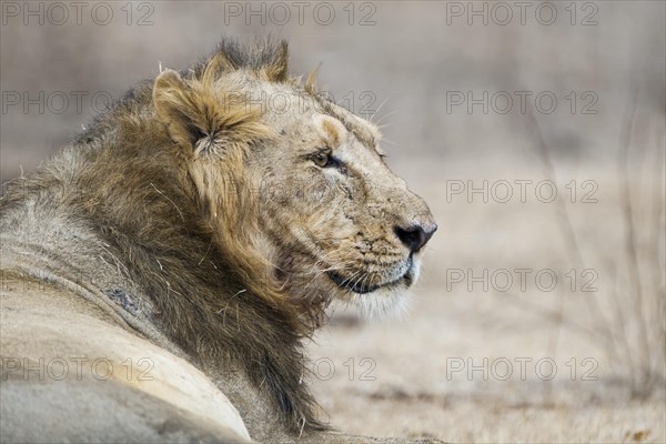 Asiatic lion (Panthera leo persica)