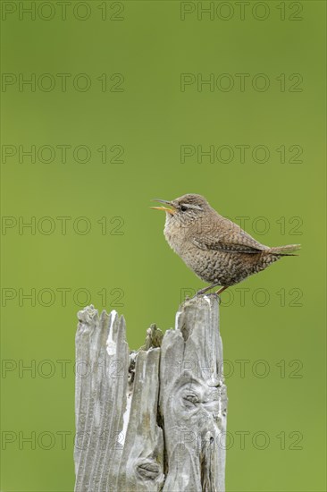 Shetland Wren (Troglodytes troglodytes zetlandicus) adult