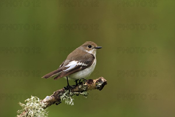 European Pied Flycatcher (Ficedula hypoleuca