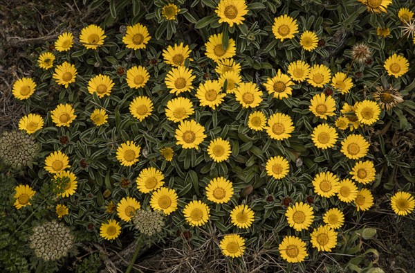 Gold Coin Plant (Pallenis maritima)