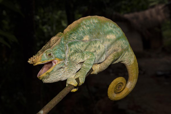 Parson's chameleon (Calumma parsonii)