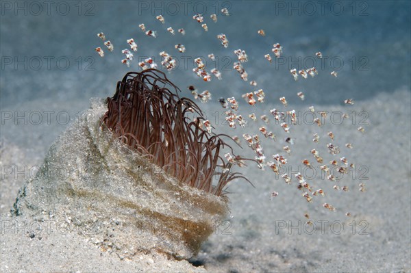 Shoal of tiny floating shrimp (Idiomysis tsurnamali) on Tube-dwelling anemone (Ceriantharia)