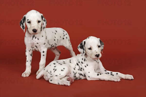 Two Dalmatian puppies