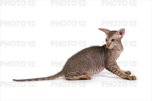 Peterbald kitten