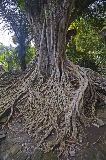 Aerial roots of a Ficus tree in the Tirta Empul Water Temple