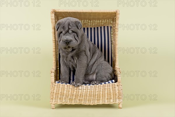 Shar Pei puppy