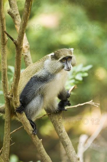 White-lipped Guenon