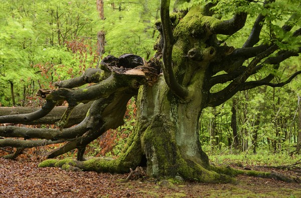 Old Beech Tree (Fagus sylvatica)