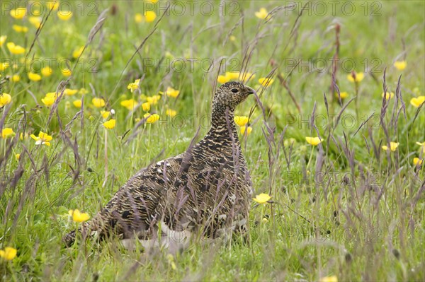 Ptarmigan (Lagopus mutus)