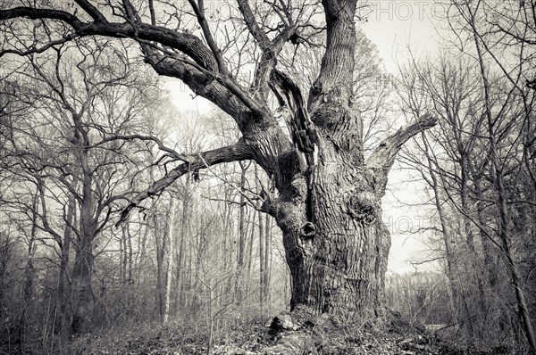 Old English oak (Quercus robur)