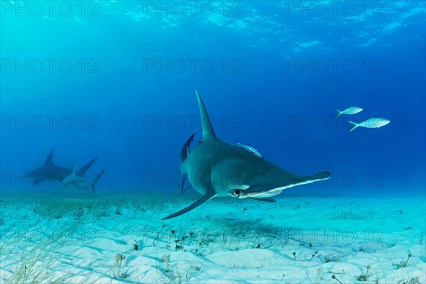 Great hammerhead shark (Sphyrna mokarran)