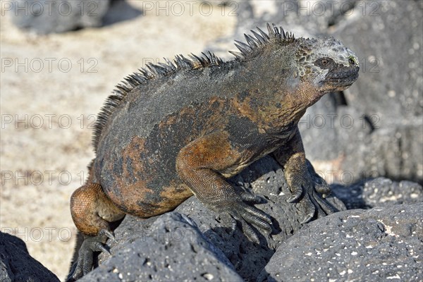 Marine Iguana (Amblyrhynchus cristatus)