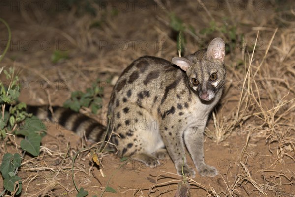 Rusty-spotted Genet (Genetta maculata)