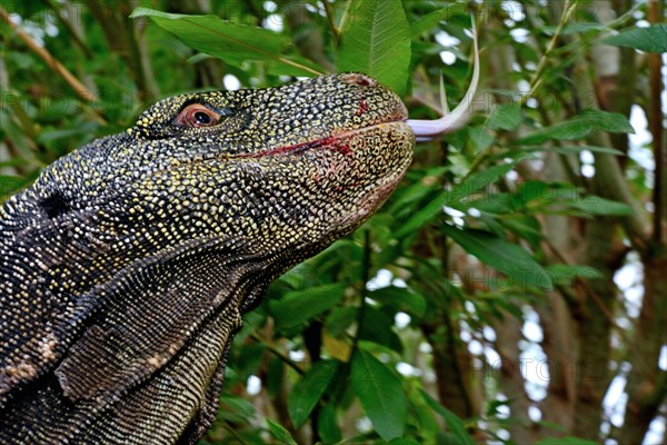 Crocodile monitor (Varanus salvadorii)