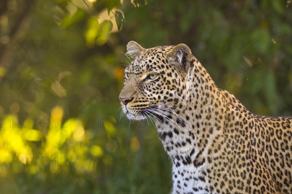 Leopard (Panthera pardus)