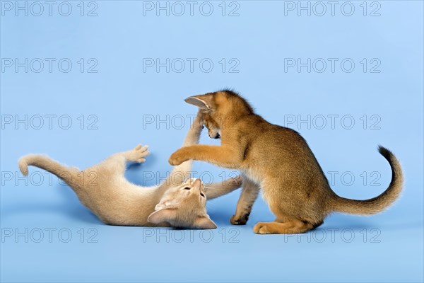 Two Abyssinian kittens