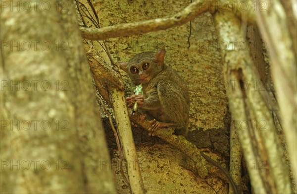 Spectral Tarsier (Tarsius spectrum