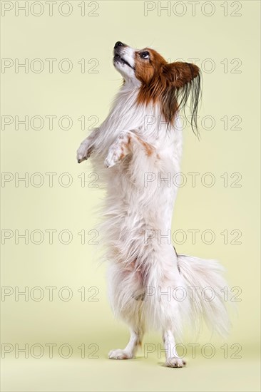 Papillon dog