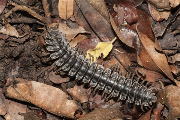 Tractor millipede (Barydesmus sp.) on leaf litter