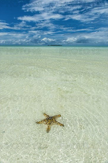 Sea star in the sand