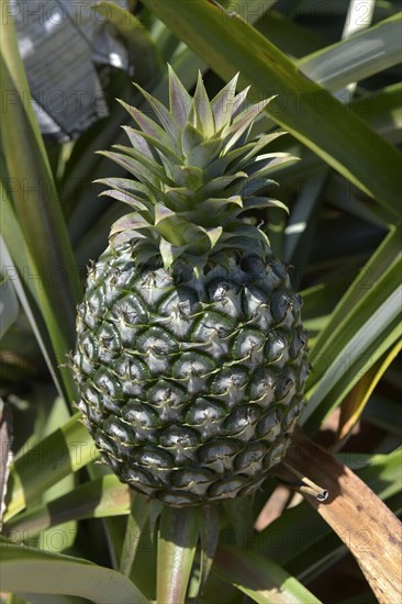 Unripe pineapple on a plantation