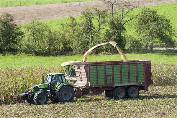 Maize harvest for a biogas plant