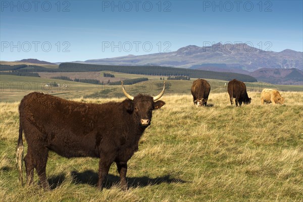 Salers cattle