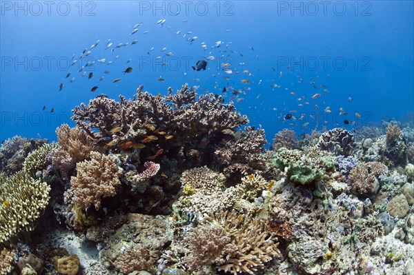 Tropical coral reef with sea goldies (Pseudanthias squamipinnis) and damselfish (Chromis chromis) in front of Menjangan