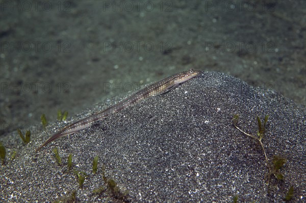 Sand diver (Trichonotus marleyi)