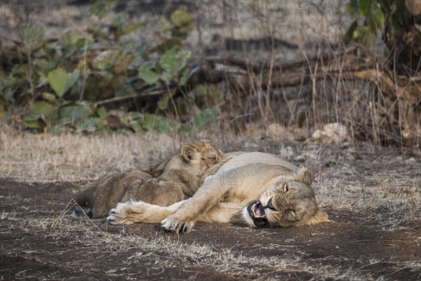 Asiatic lion (Panthera leo persica)