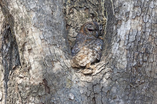 Mottled wood owl (Strix ocellata)