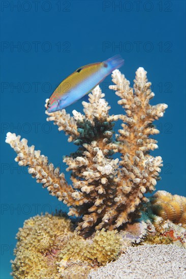 Wrasse (Thalassoma sp.) with young Acropora stone coral (Acropora sp). Makadi Bay