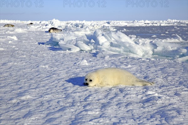 Harp Seal or Saddleback Seal (Pagophilus groenlandicus