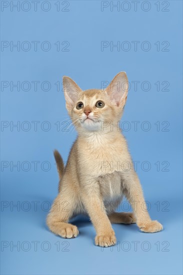 Abyssinian kitten