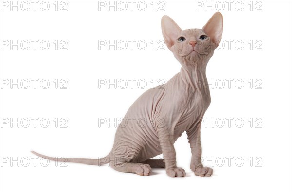 Don Sphynx kitten