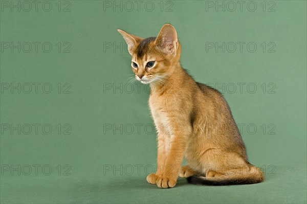 Abyssinian Kitten