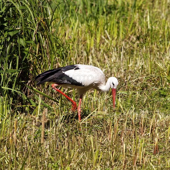 White Stork (Ciconia ciconia)