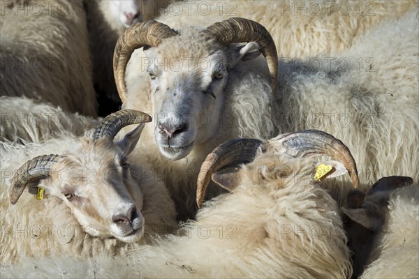 Flock of sheep in a pen