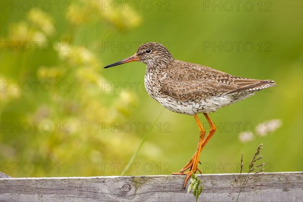 Redshank (Tringa totanus)