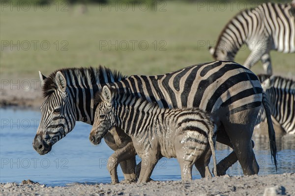 Burchell's Zebra (Equus quagga burchelli)