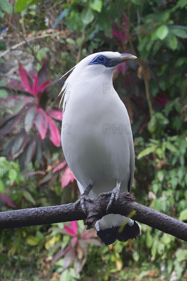 Bali Starling (Leucopsar rothschildi)