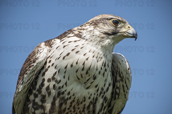 Saker Falcon (Falco cherrug)