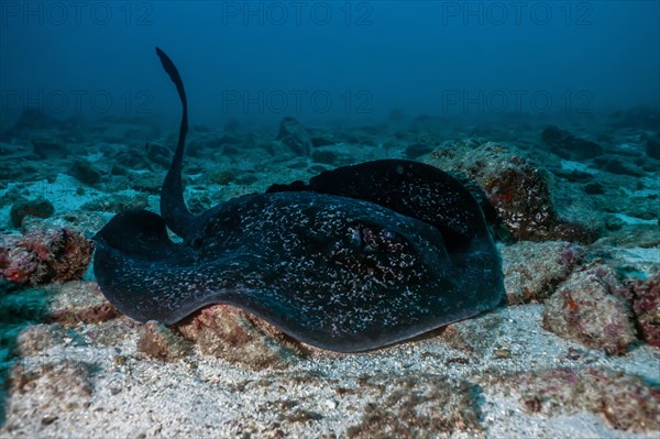 Round ribbontail ray (Taeniura meyeni)