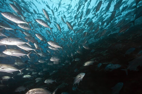 School of Bigeye trevallies (Caranx sexfasciatus)