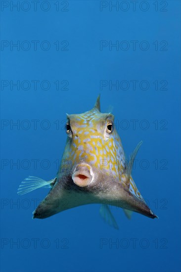 Humpback turretfish (Tetrosomus gibbosus)