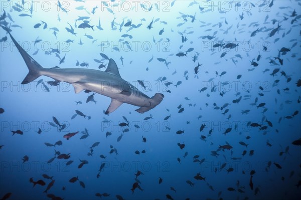 Scalloped Hammerhead Shark (Sphyrna lewini)